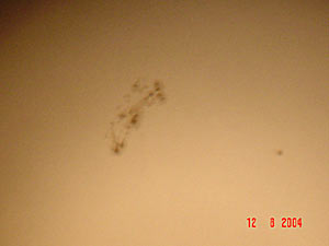 Sol :: Sur Astron&oacute;mico