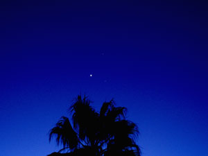 Conjunci�n - Palmera