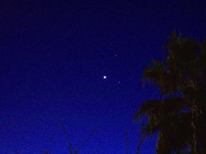 Conjunci�n - Palmera